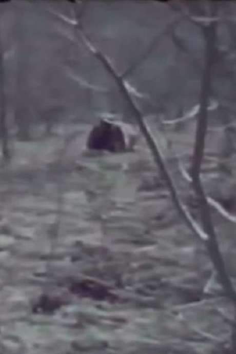   A family home video takes a turn when a creature appears  